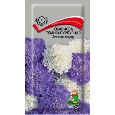 Скабиоза темно-пурпурная Ледяное сердце