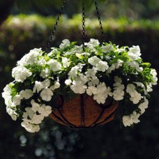 Катарантус ампельный Медитерранеан Вайт