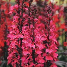 Лобелия прекрасная Старшип Дип Роуз