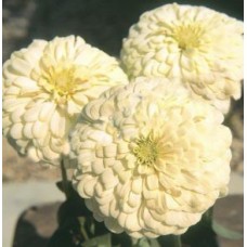 Цинния Тополино Вайт