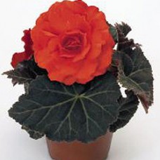 Бегония клубневая Нонстоп Оранж