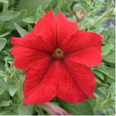 Петуния грандифлора Призм Ред