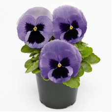 Виола крупноцветковая Инспайер Делюкс Оушен