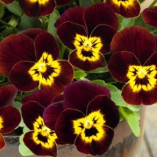 Фиалка рогатая Эдмаер Руби Голд