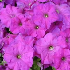 Петуния грандифлора Тритуния Лавендер