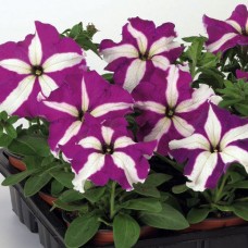 Петуния грандифлора Тритуния Парпл Стар
