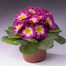 Примула Пионер Бургунди флейм