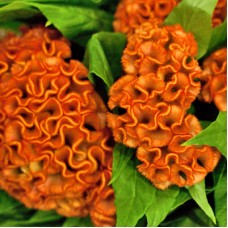 Целозия гребенчатая Армор Оранж