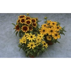 Рудбекия низкорослая Беки Формула микс