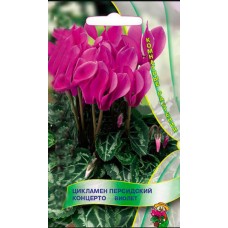 Цикламен персидский Концерто Виолет