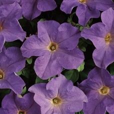Петуния грандифлора Дримс Скай Блю