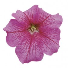 Петуния грандифлора Игл Пинк Вейн