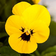 Фиалка рогатая Эдмаер Еллоу Блотч