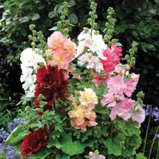 Шток-роза Спринг Селебритис Формула микс