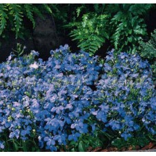 Лобелия прямостоячая Ривьера Скай Блю