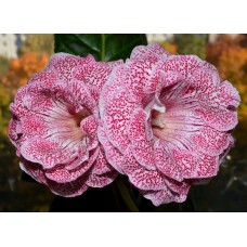 Глоксиния Импресс Ред Спотид