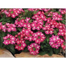 Вербена Тускани Роуз виз Ай