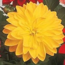 Георгина Фигаро Еллоу Шейдес