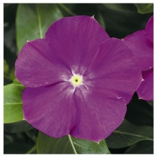 Катарантус Саншторм Орхид Хало