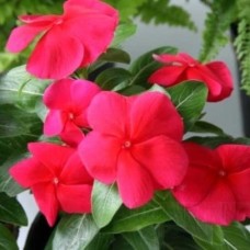 Катарантус Саншторм Ред