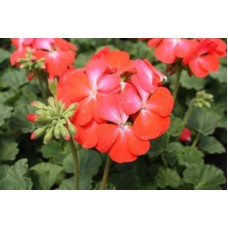 Пеларгония зональная Нано Скарлет Биколор