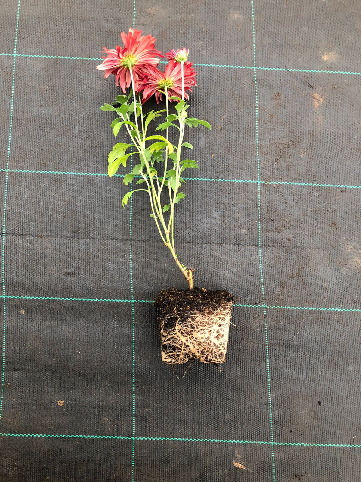 Горшки ЗКС flowerpot2