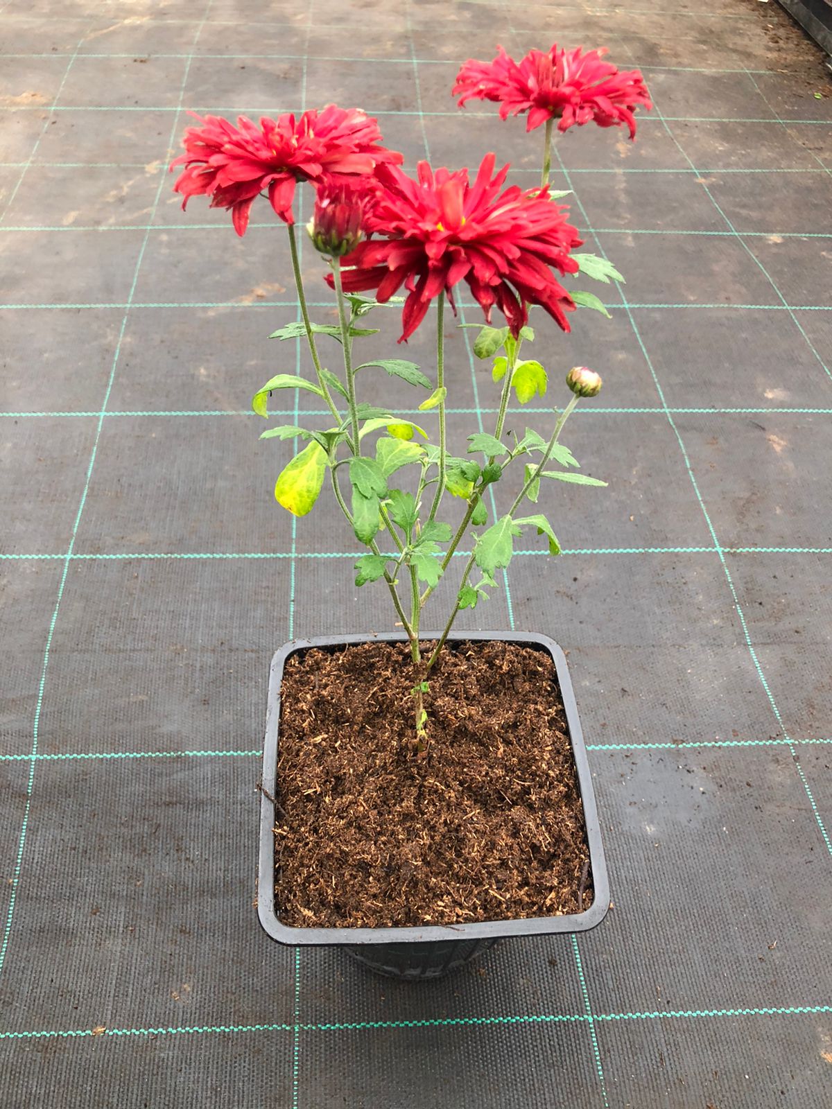 Горшки ЗКС flowerpot1