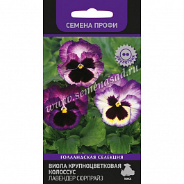 Виола крупноцветковая Колоссус Лавендер Сюрпрайз