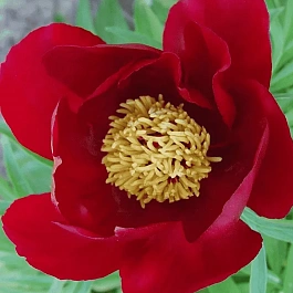 Пион Молочноцветковый Single Red