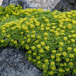 Азорелла трехвильчатая