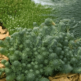 Очиток фостерианум Elegans