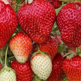 Земляника садовая Вима Рина Земляника садовая Вима Рина