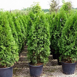 Туя западная Смарагд Туя западная Смарагд