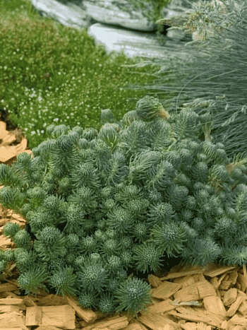 Очиток фостерианум Elegans