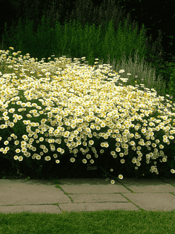 Пупавка гибридная Sauce Hollandaise