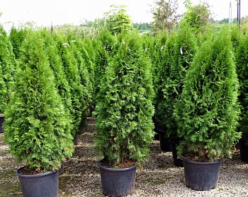 Туя западная Смарагд
