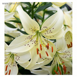 Лилия азиатская Свит Суррендер