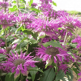 Монарда гибридная Blaustrumpf