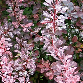 Барбарис Тунберга Рози Рокет