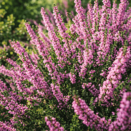 Вереск обыкновенный Annemarie