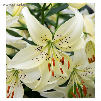 Лилия азиатская Свит Суррендер