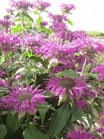 Монарда гибридная Blaustrumpf