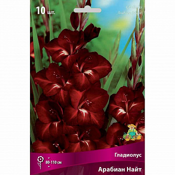 Гладиолус крупноцветковый Арабиан Найт