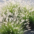 Пеннисетум лисохвостый Little bunny