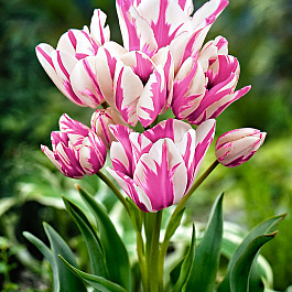 Тюльпан многоцветковый Кэнди Клаб