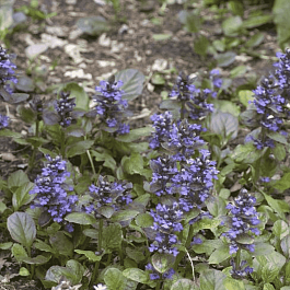 Живучка ползучая Caitlin's Giant