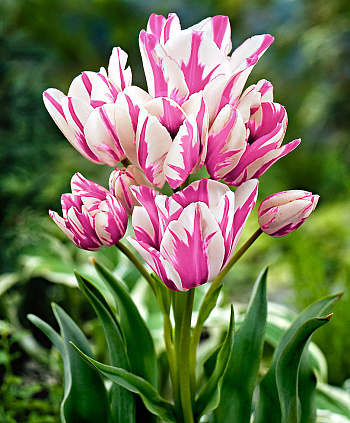 Тюльпан многоцветковый Кэнди Клаб