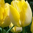 Тюльпан ранний Sunny Prince