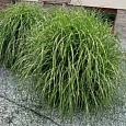 Мискантус китайский Little zebra