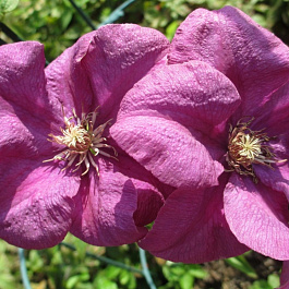 Клематис крупноцветковый Рахварине